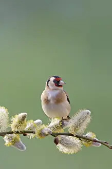 Goldfinches Prints: Goldfinch - on pussy willow - Bedfordshire - UK 007071
