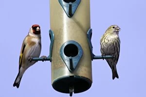 Goldfinch and Serin (Serinus serinus) - at birdfeeder