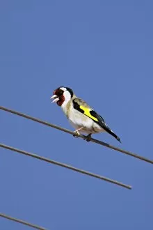 Images Dated 27th March 2009: Goldfinch - singing from television antennae