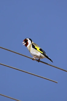 Images Dated 27th March 2009: Goldfinch - singing from television antennae