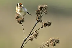 Sussex Prints: Goldfinch sitting on thistle feeding on thistle seed Beachy Head