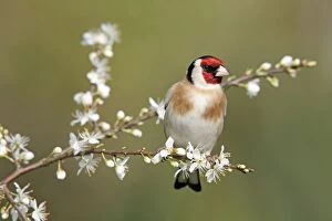 Images Dated 5th April 2008: Goldfinch - spring - blossom - Cornwall - UK