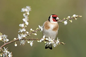 Images Dated 5th April 2008: Goldfinch - spring - blossom - Cornwall - UK