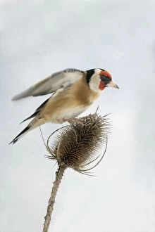 Teasel Collection: Goldfinch On teasel, male, side view