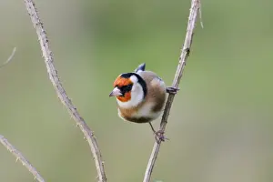Goldfinch - On teasel stem front view Bedfordshire, UK