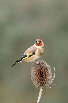 Teasel Collection: Goldfinch - On teasel side view Bedfordshire, UK