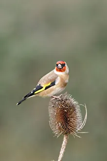 Teasel Collection: Goldfinch - On teasel side view Bedfordshire, UK