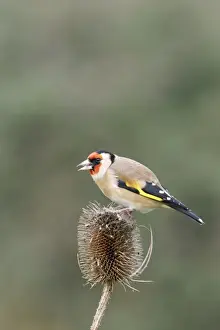 Goldfinch - On teasel side view Bedfordshire, UK
