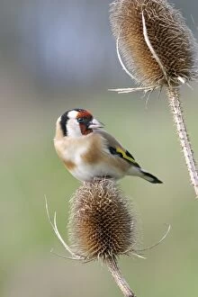 Teasel Collection: Goldfinch - On teasel front view Bedfordshire, UK
