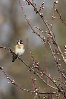 Goldfinch - Vaucluse - France