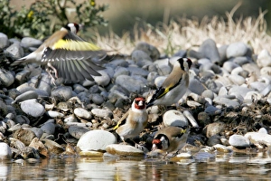 Images Dated 17th February 2005: Goldfinch - in winter. Vaucluse - Provence - France