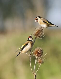 Goldfinches - 2 birds fighting over teasels
