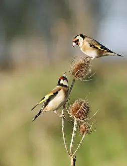 Finch Prints: Goldfinches - 2 birds fighting over teasels Bedfordshire, UK