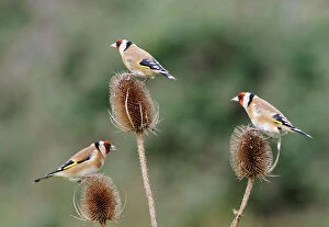 Garden Birds Collection: Goldfinches - 3 birds feeding on teasels Bedfordshire, UK