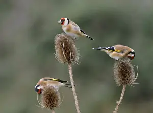 Finch Prints: Goldfinches - 3 birds feeding on teasels Bedfordshire, UK
