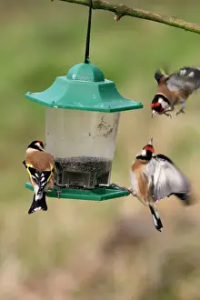 Goldfinches- Birds fighting at niger feeder Bedfordshire, UK