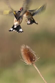 Teasel Collection: Goldfinches - Birds fighting over teasel Bedfordshire, UK
