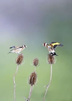 Images Dated 9th March 2009: Goldfinches - fighting - Bedfordshire - UK 007026