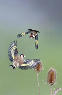 Goldfinches Prints: Goldfinches - fighting - Bedfordshire - UK 007030