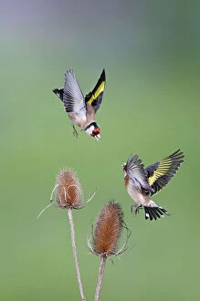 Garden Bird Collection: Goldfinches - fighting - Bedfordshire - UK 007044