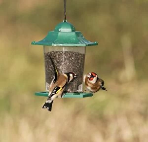 Finch Collection: Goldfinches - Fighting at niger feeder Bedfordshire, UK