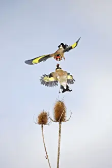 Goldfinches Prints: Goldfinches - fighting over teasel Bedfordshire UK 006694