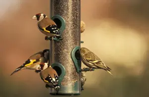 Siskin Prints: Goldfinches & Siskin at bird feeder