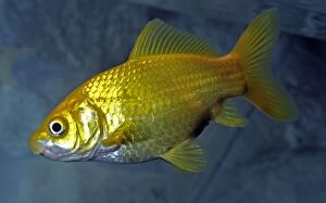 Auratus Gallery: Goldfish
