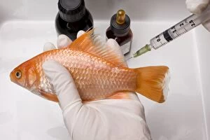 Goldfish - being administered injection by vet
