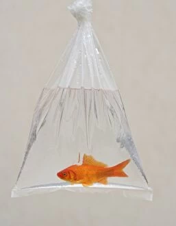 Goldfish - in bag