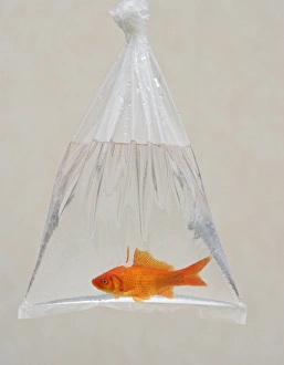 Images Dated 31st October 2005: Goldfish - in bag UK