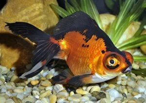 Images Dated 15th July 2012: Goldfish. Black Moor variety