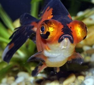 Goldfish. Black Moor variety