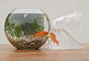 Images Dated 31st October 2005: Goldfish - in bowl and bag UK