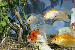 Goldfish Prints: Goldfish In fishtank