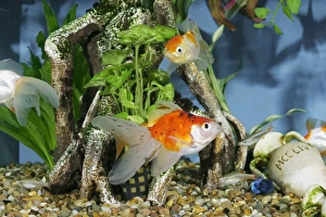 Aquarium - Goldfish