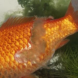 Aquariums Gallery: Goldfish - with fungus