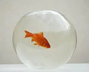 Goldfish - alone in goldfish bowl
