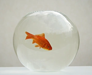 Bowls Collection: Goldfish – alone in goldfish bowl