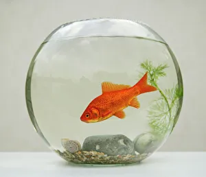 Small Pets Collection: Goldfish – in goldfish bowl with weed