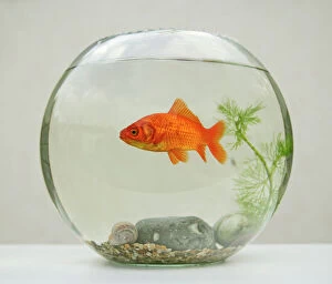 Fish Collection: Goldfish – in goldfish bowl with weed
