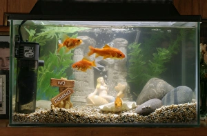Images Dated 11th October 2004: Goldfish In goldfish tank Bedfordshire UK