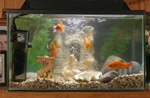 Images Dated 11th October 2004: Goldfish In goldfish tank Bedfordshire UK
