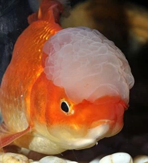 Auratus Gallery: Goldfish . Oranda variety