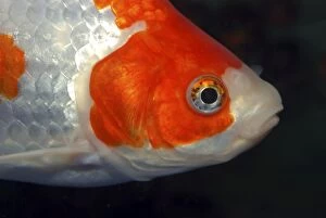 Goldfish - ornamental