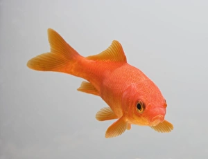 Goldfish - three quarter view