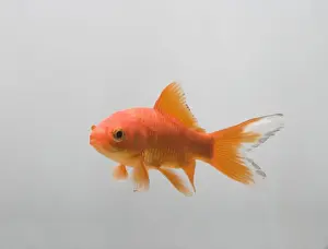 Goldfish Prints: Goldfish – three quarter view