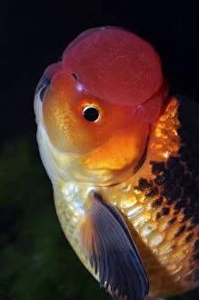Auratus Gallery: Goldfish. Red and Black Pearlscale variety