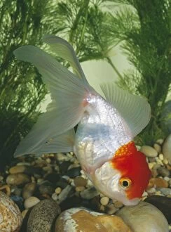 Images Dated 27th May 2010: Goldfish - Red Cap Oranda