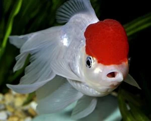 Images Dated 15th July 2012: Goldfish. Red Cap Oranda variety